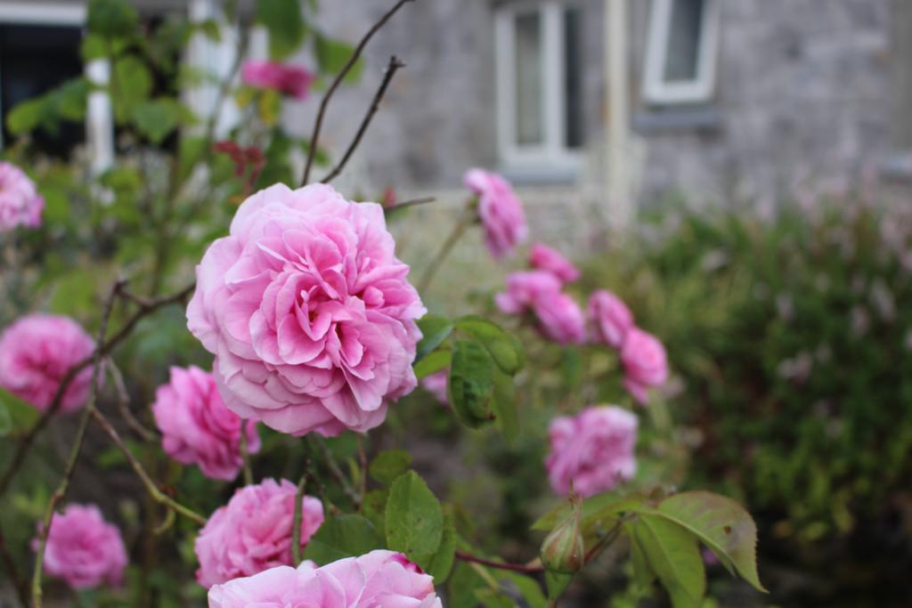 Forest Park House B&B Boyle Exterior foto